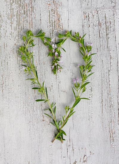 Sommer-Bohnenkraut (Satureja hortensis) ist zu einem Herz geformt und auf einem rustikalen Holzuntergrund ausgebreitet. Die frischen Kräuter haben kleine Blüten, die dem Bild eine zarte und romantische Ausstrahlung verleihen.