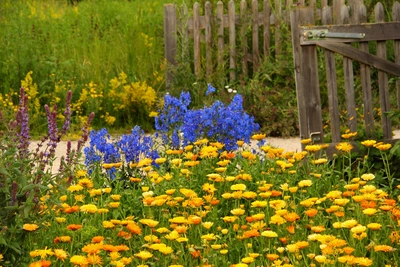Bunte Blumenwiese mit gelben Ringelblumen, blauen Blüten und grünen Pflanzen, mit einem offenen Holzzaun im Hintergrund, der den Garten umrahmt.
