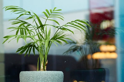 Bergpalme im grauen Topf vor Fenster mit Spiegelung im Glas.