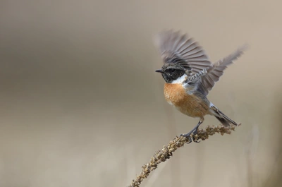 Ein Vogel mit orangefarbenem Bauch sitzt auf einem Zweig der Königskerze (Verbascum), während er seine Flügel in Bewegung setzt. Der Hintergrund ist unscharf, was den Vogel und den Zweig der Pflanze hervorhebt.