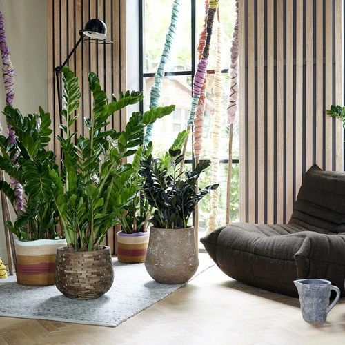 Mehrere Glücksfedern (Zamioculcas zamiifolia) in dekorativen Töpfen in einem stilvollen Wohnbereich.