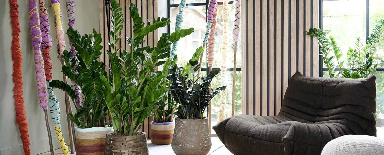 Mehrere Glücksfedern (Zamioculcas zamiifolia) in dekorativen Töpfen in einem stilvollen Wohnbereich.