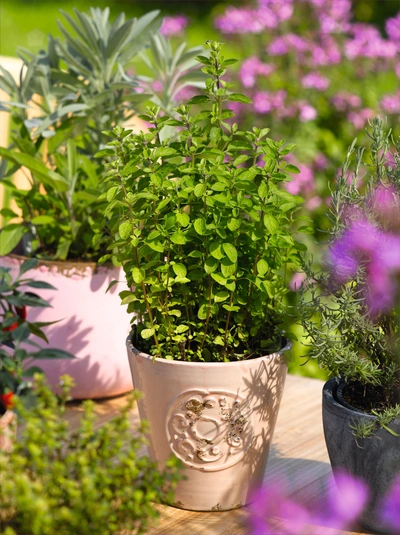  Mehrere Töpfe mit Kräutern wie Oregano und Salbei stehen auf einem Holztisch in einem sonnigen Garten. Im Vordergrund sind unscharfe rosa Blüten, die die Szene ergänzen.