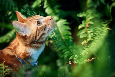 Eine rot getigerte Katze mit Halsband blickt aufmerksam durch das dichte Grün eines Nephrolepis-Farns.