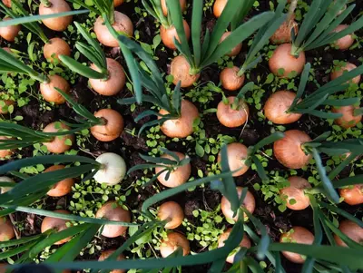 Zahlreiche Zwiebeln wachsen dicht nebeneinander im Gartenboden.