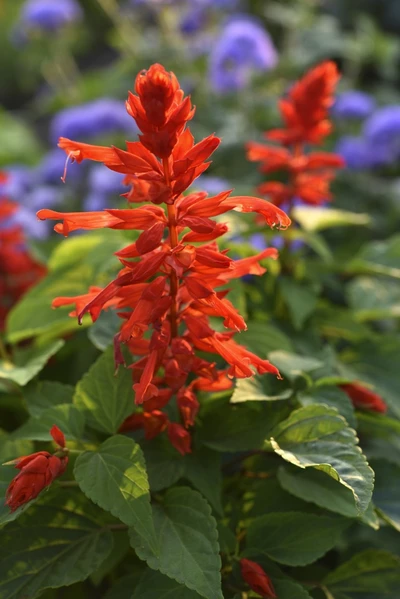 Leuchtend rote Salvia splendens, auch Ziersalbei oder Feuer-Salbei genannt, in Nahaufnahme, mit grünen Blättern und unscharfem, violett-blühendem Hintergrund.