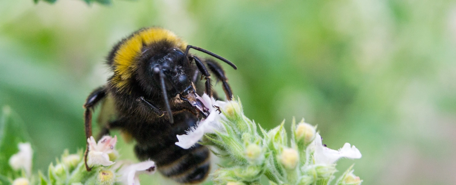 Eine Hummel mit schwarzem und gelbem Fell sammelt Nektar an den weißen Blüten der Weißen Melisse. Die Blüten stehen in kleinen Büscheln, während der Hintergrund aus unscharfem Grün besteht.