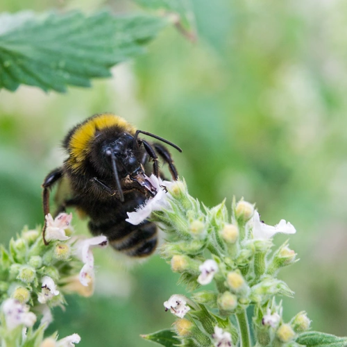 Eine Hummel mit schwarzem und gelbem Fell sammelt Nektar an den weißen Blüten der Weißen Melisse. Die Blüten stehen in kleinen Büscheln, während der Hintergrund aus unscharfem Grün besteht.