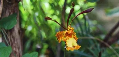 Eine Paradiesvogel-Orchidee mit ihren leuchtend gelb-orangefarbenen, fransigen Blüten, die im tropischen Grün hervorsticht