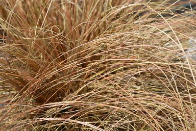 Nahaufnahme der Bronze-Segge (Carex) mit feinen, bronzefarbenen Halmen im Sonnenlicht.