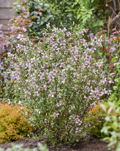 Reich blühender Gartenjasmin Philadelphus ‘Petite Perfume Pink’ als kompakter Strauch im Garten.