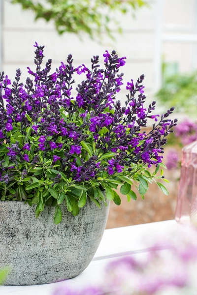 Eine Blüten-Salbei (Salvia splendens) Pflanze in einem dekorativen Pflanzgefäß mit leuchtend violetten Blüten. Die üppige Pflanze bildet einen schönen Kontrast zum grünen Laub und fügt sich harmonisch in die Umgebung ein.