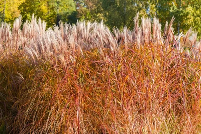 Herbstliches Rotes Elefantengras mit gold-orangen Halmen und blassrosa Blüten.