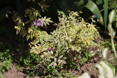 Panaschierte Jakobsleiter Polemonium reptans mit grün-gelb gezeichneten Blättern und vereinzelten violettblauen Blüten im Beet.