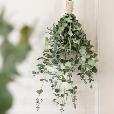 Ein Bündel Duft-Eukalyptus mit silbrig-grünen Blättern, kopfüber an einer hellen Wand aufgehängt. Die Blätter hängen locker herab, im Vordergrund leicht verschwommene Pflanzen.