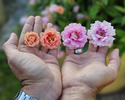 Vier unterschiedlich gefärbte Rosenblüten werden in zwei geöffneten Händen präsentiert.