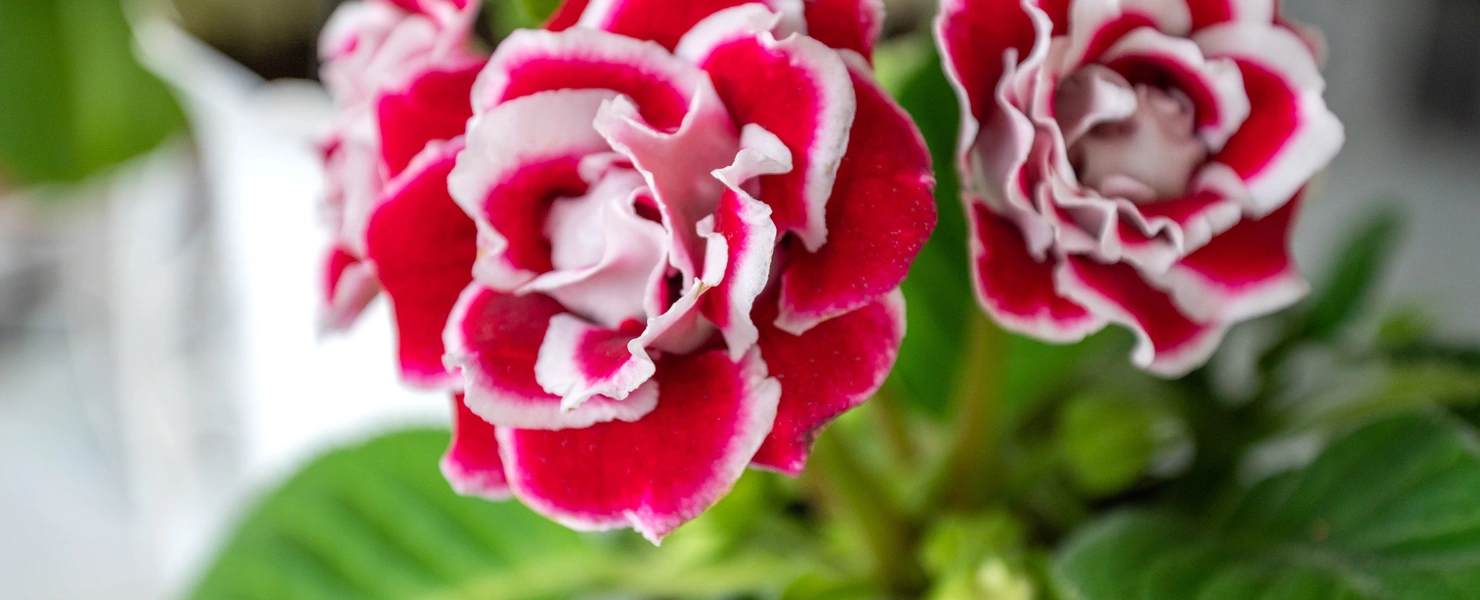 Nahaufnahme von zwei roten Gloxinieblüten