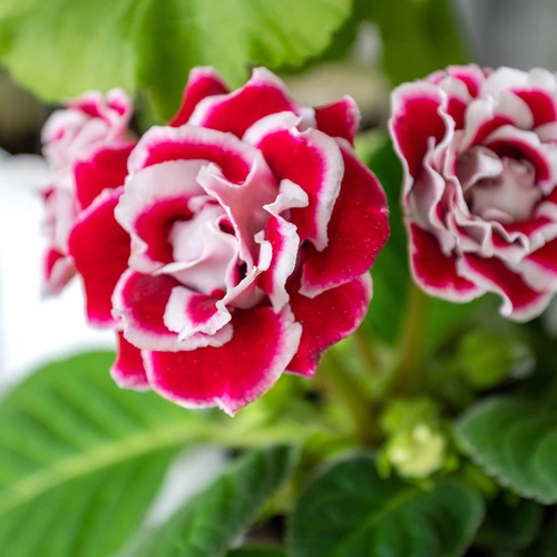 Nahaufnahme von zwei roten Gloxinieblüten