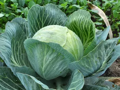 Reifer Weißkrautkopf im Beet mit offenen Außenblättern.