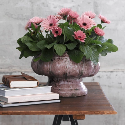 Ein Arrangement von rosa blühenden Gerbera-Pflanzen in einem antik wirkenden, violetten Topf auf einem Holztisch, neben einem Stapel Bücher
