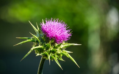 Eine blühende Mariendistel mit leuchtend violetter Blüte und spitzen, grünen Blättern vor einem unscharfen, dunkelgrünen Hintergrund. Die feinen, strahlenförmigen Blütenblätter stehen in starkem Kontrast zu den stacheligen Blättern der Pflanze.