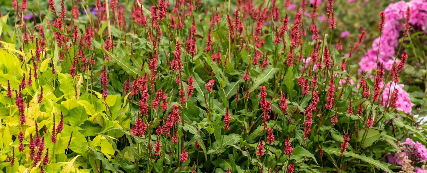 Roter Blüten-Knöterich (Persicaria) mit zahlreichen aufrechten, purpurroten Blütenähren im Staudenbeet.