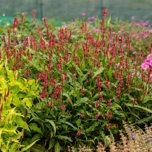 Roter Blüten-Knöterich (Persicaria) mit zahlreichen aufrechten, purpurroten Blütenähren im Staudenbeet.