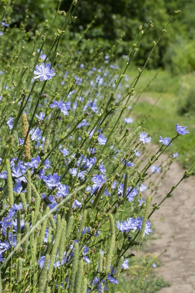 Wegwarte mit zahlreichen zarten, blauen Blüten wächst am Rand eines Feldwegs. Die hohen, verzweigten Stängel tragen vereinzelt Knospen. Der Hintergrund zeigt einen sonnigen Weg mit grünem Bewuchs.