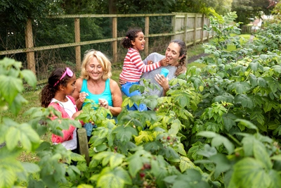 Vier Personen, darunter zwei Kinder und zwei Erwachsene, ernten gemeinsam Himbeeren in einem Garten.