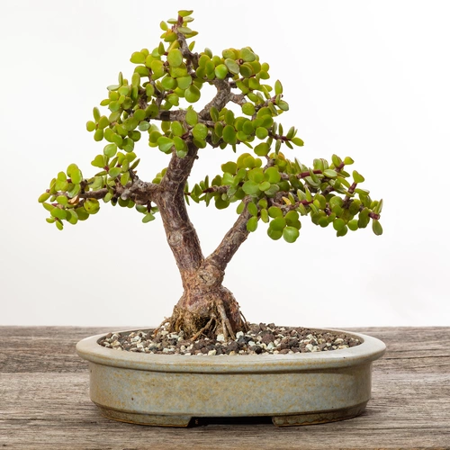 Bonsai-Elefantenbusch in einer flachen Schale, auf einem Holztisch vor einem neutralen Hintergrund präsentiert