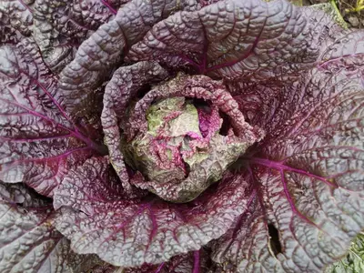 Roter Chinakohl im Freilandanbau mit großen, krausen violett-grünen Blättern.