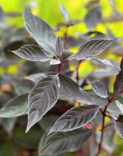 Detailaufnahme des dunkelroten Laubes von Cornus ‘Nightfall’ mit deutlich erkennbaren roten Blattadern.