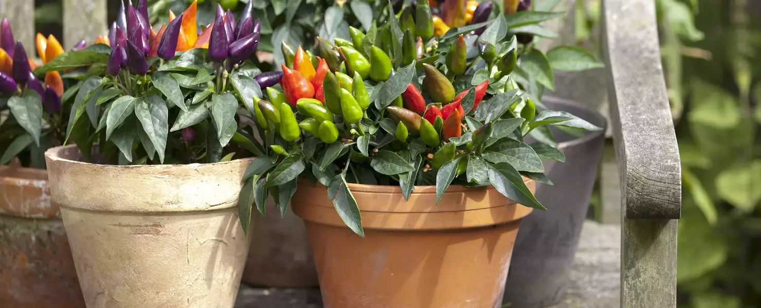 Das Bild zeigt eine Zierpaprika, die mit ihren bunten Früchten in verschiedenen Farbstufen von Grün über Gelb bis hin zu leuchtendem Rot auf einer hölzernen Gartenbank ausgestellt ist.