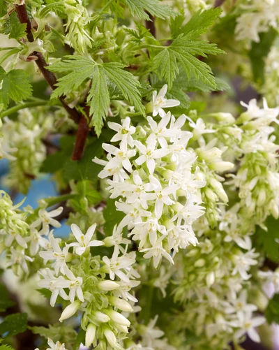 Nahaufnahme der weißen, sternförmigen Blüten der Blüten-Johannisbeere (Ribes sanguineum).