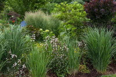 Dicht stehende Horste des Säulengrases Panicum virgatum 'Nordwind' in einem vielfältigen Gartenbeet mit Blumen und Sträuchern.
