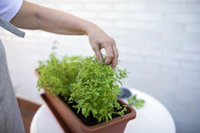Eine Person zupft Blätter von einem Mini-Basilikum (Ocimum basilicum) in einem länglichen Blumentopf. Im Hintergrund ist eine weiße Wand zu sehen.