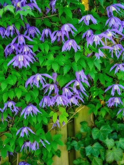 Üppig blühende Clematis alpina ‘Frances Rivis’ mit zahlreichen violett-blauen Glockenblüten vor einem Holzzaun.