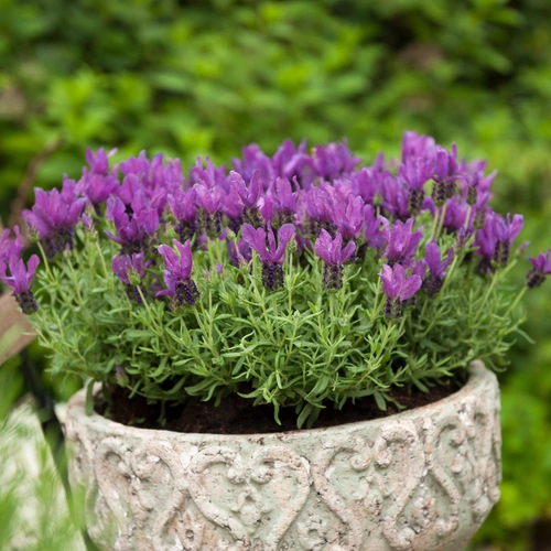 Schmetterlings-Lavendel in einem kunstvoll verzierten Steintopf mit lila Blüten, umgeben von grünem Laub, auf einer Terrasse mit Holzelementen.