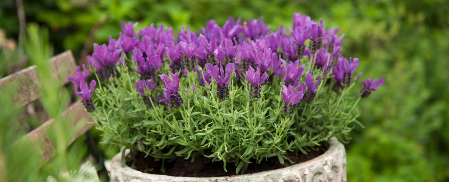 Schmetterlings-Lavendel in einem kunstvoll verzierten Steintopf mit lila Blüten, umgeben von grünem Laub, auf einer Terrasse mit Holzelementen.