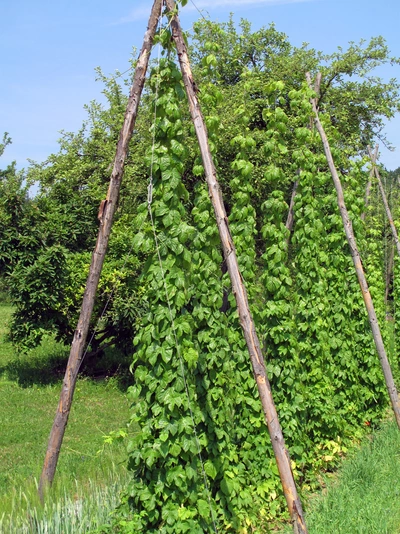 Bierhopfenpflanzen wachsen an Holzstangen, die zu einer Dreieckskonstruktion aufgestellt sind. Die grünen Ranken erstrecken sich in die Höhe, während im Hintergrund Bäume und ein blauer Himmel zu sehen sind.