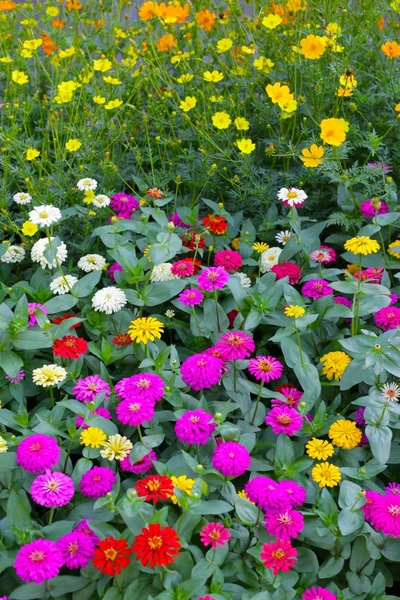 Sommerbeet mit niedrigen Zinnien (Zinnia elegans) in Pink, Rot, Gelb und Weiß, kombiniert mit gelben und orangen Blüten im Hintergrund.