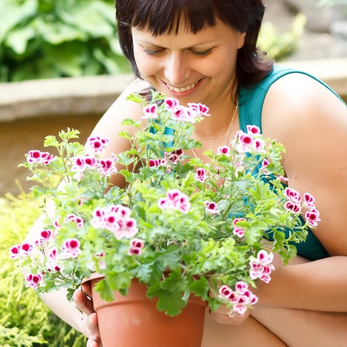 Frau mit dunklen Haaren und türkisfarbenem Top kniet im Garten und hält eine blühende Duftgeranie in einem Terrakottatopf, während sie lächelnd an den Blüten riecht. Im Hintergrund grüne Pflanzen und ein Steinrand.