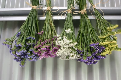 Gebündelte, getrocknete Strandfliederblumen (Limonium sinuatum) in Lila, Rosa, Weiß, Gelb und Blau, kopfüber aufgehängt zum Trocknen.