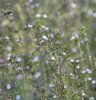 Sommer-Bohnenkraut (Satureja hortensis) wächst wild in einer Wiese. Die zarten Pflanzen zeigen ihre kleinen weißen Blüten und grünen Blätter, die im sanften Sonnenlicht leuchten. Die Atmosphäre ist natürlich und ruhig.