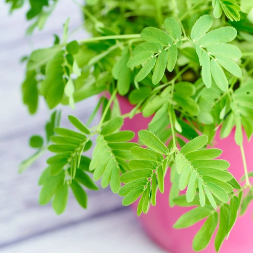 Grüne Blätter einer Mimose-Pflanze ragen aus einem pinken Topf heraus, der auf einer hellen Oberfläche steht. Die Blätter sind fein gefiedert und wirken zart