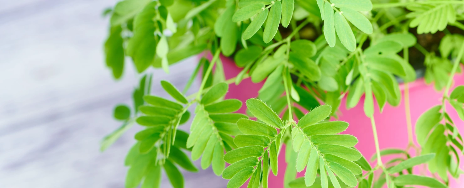 Grüne Blätter einer Mimose-Pflanze ragen aus einem pinken Topf heraus, der auf einer hellen Oberfläche steht. Die Blätter sind fein gefiedert und wirken zart