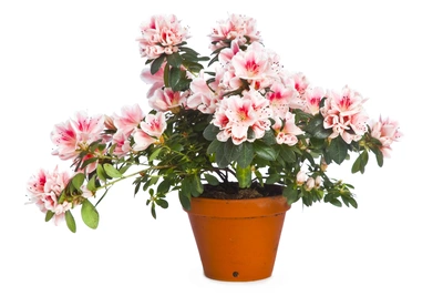 Dieses Bild zeigt eine Zimmerazalee in voller Blüte, mit rosafarbenen Blüten, die in einem klassischen Terrakottatopf präsentiert werden, wobei die Blüten mit zarten, dunkleren Sprenkeln versehen sind.