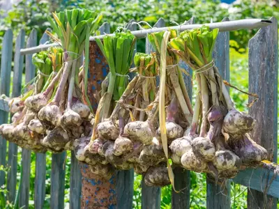 Bündel von Knoblauchknollen hängen mit Stängeln an einer Holzstange zum Trocknen.