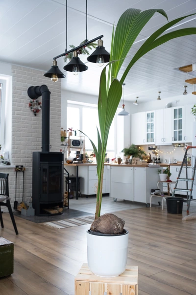Kokospalme in einem weißen Topf, auf einem Holzpodest in einem modern eingerichteten Wohnzimmer mit Holzofen und heller Küche im Hintergrund