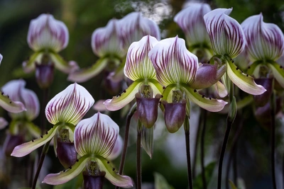 Mehrere Frauenschuh-Orchideen mit lila-grünen Blüten, die in einer Gruppe vor einem natürlichen Hintergrund blühen